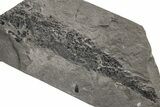Devonian Lobe-Finned Fish (Osteolepis) Fossil - Scotland #217941-1
